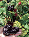 The blackberries – Rubus Caesius