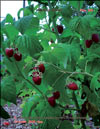 The red raspberry – Rubus daeus