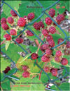 the red raspberries – Rubus daeus