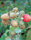 the red raspberries – Rubus daeus