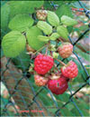 The red raspberry – Rubus daeus