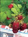 The red raspberry – Rubus daeus