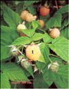 the yellow raspberry – Rubus ellipticus