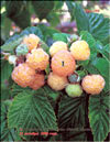 The yellow raspberry – Rubus ellipticus