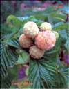 The yellow raspberry  – Rubus ellipticus