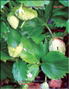 the strawberry – Fragaria ananassa