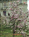 Magnolia Soulangiana – hybrid «Verbanica»