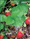 The strawberry – Fragaria ananassa