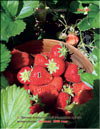 the strawberry – Fragaria ananassa