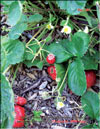 the strawberry – Fragaria ananassa