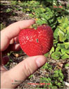 the strawberry – Fragaria ananassa