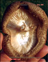  Shiitake