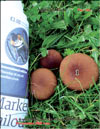 Royal mushroom or Black champignon – Agaricus Black