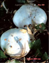 Agaricus Bisporus