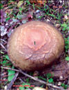 Boletus Luridus