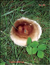 Oyster mushroom – Pleurotus Ostreatus