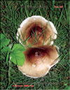 Pleurotus Ostreatus