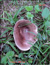 Pleurotus Ostreatus