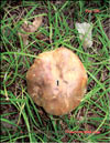 Orange-cap Boletus – Xerocomtus badius