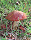 Chalciporus piperarus