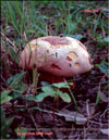 Boletus luridus