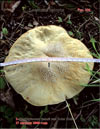 Leccinum holopus