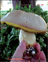 Boletus edulis