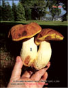 Белый гриб – Boletus edulis