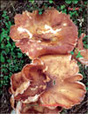 Cantharellus tubiformis