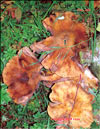 Лисички – Cantharellus tubiformis