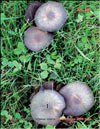 Black armillaria