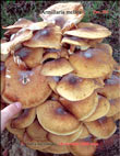 Armillaria mellea