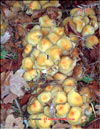 Winter Armillaria – Flammmulina velutipes