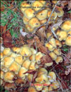 Winter Armillaria – Flammmulina velutipes