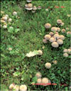 Marasmius oreades