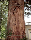 Sequoia Sempervirens