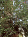 Sequoia Gigantea