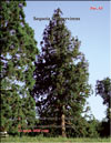 Sequoia Sempervirens