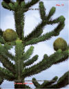 Araucaria araucana – the monkey puzzle tree