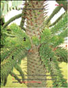 Araucaria araucana – the monkey puzzle tree 