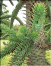 Araucaria araucana – the monkey puzzle tree