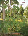 Paulownia tomentosa — Imperialis