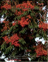 Tree of Heaven – Ailanthus Altissima (ðàéñêîå äåðåâî)