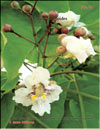 Catalpa bignoides (катальпа)