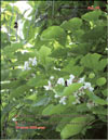 Catalpa bignoides (катальпа)