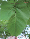 Catalpa bignoides (êàòàëüïà)