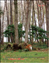 Trees damaged by the hurricane