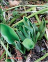 Tulips in February