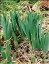 Narcissi in February