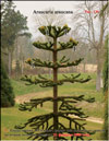 Araucaria araucana's cones ripened in February